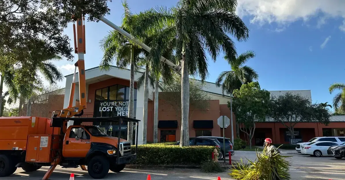 Certified arborist performing palm pruning in Fort Lauderdale, FL