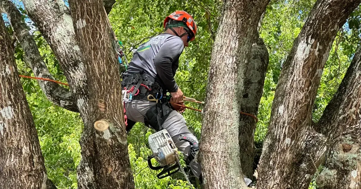 Certified arborist preparing a tree report in Fort Lauderdale, FL