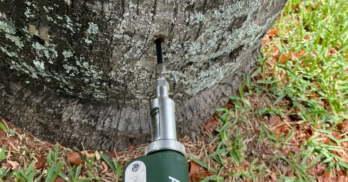 Arborist providing palm healthcare in Fort Lauderdale, FL