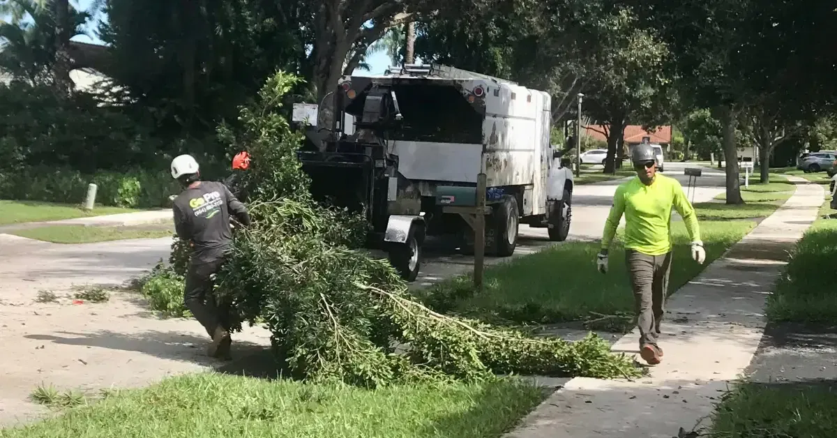 Certified arborist trimming a residential tree in Fort Lauderdale, FL