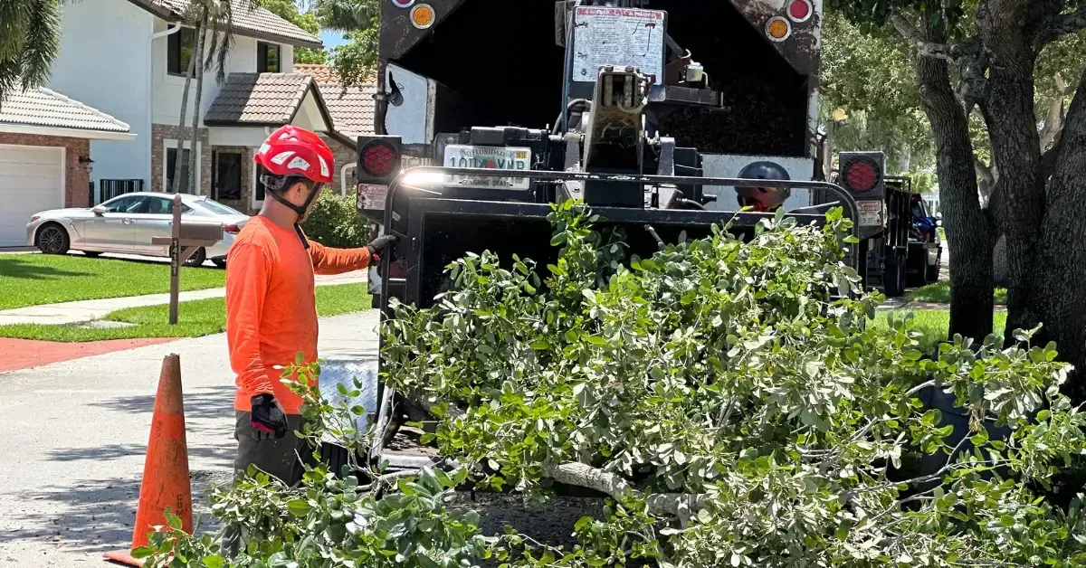 Professional shrub removal in Fort Lauderdale, FL, backyard