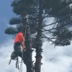 Certified arborist performing spring tree pruning on a live oak in Fort Lauderdale, Florida
