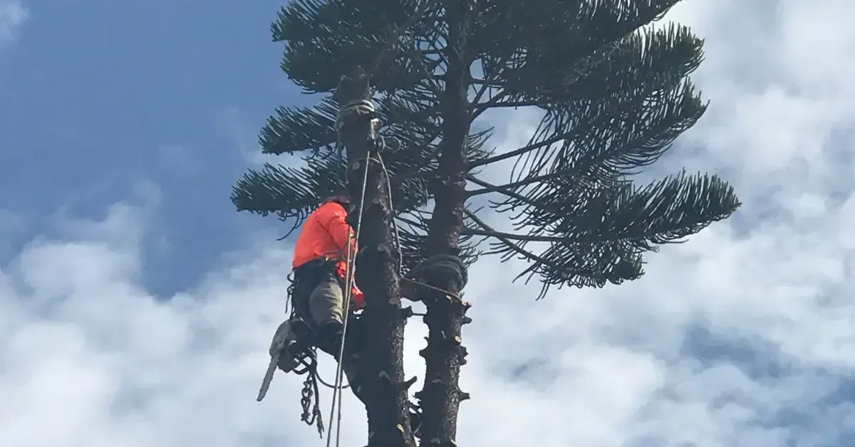 Certified arborist performing spring tree pruning on a live oak in Fort Lauderdale, Florida