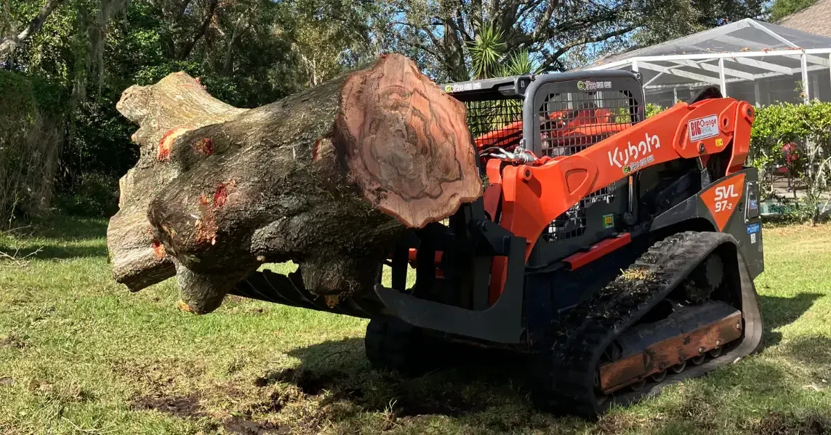 Arborist-led land clearing project in a Fort Lauderdale residential lot