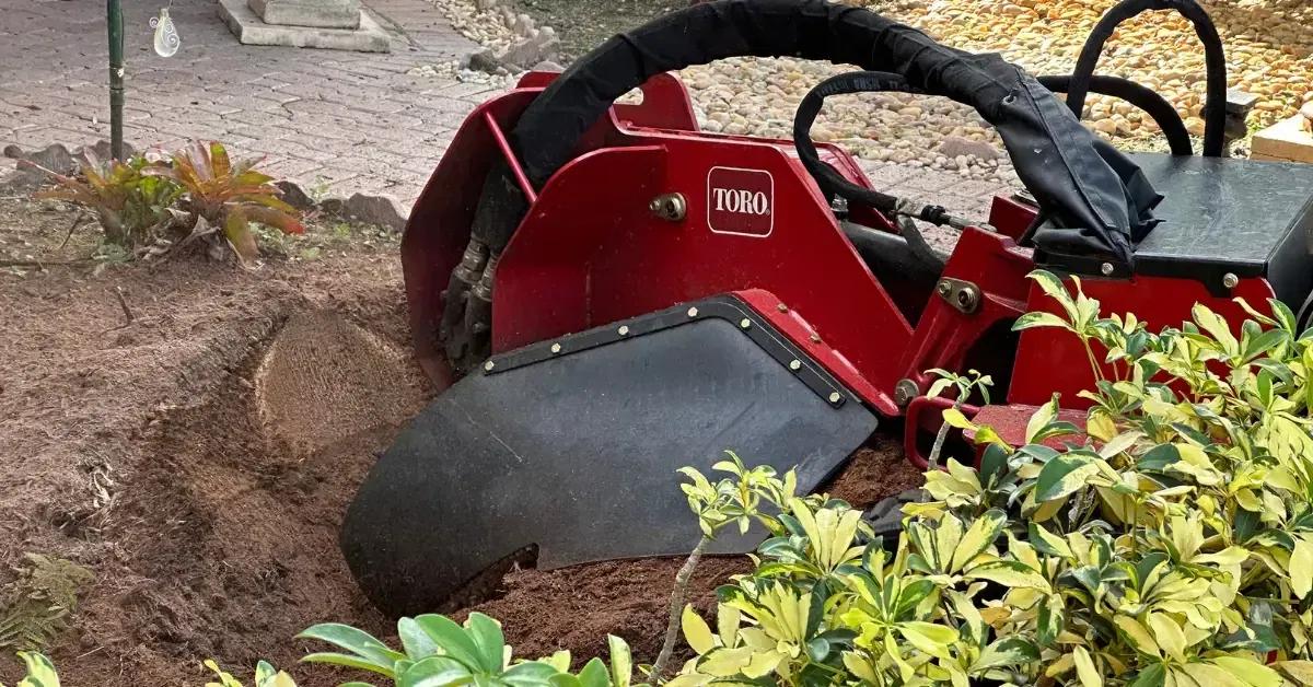Certified arborist performing precise root pruning service for tree care in Fort Lauderdale, FL