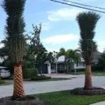 Seasonal palm tree care checklist for Fort Lauderdale homeowners