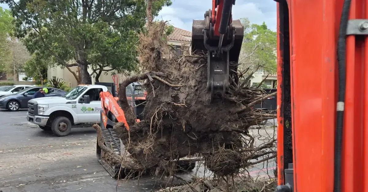 Arborist grinding stump in Fort Lauderdale residential yard