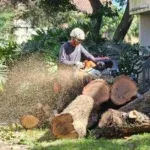 Certified arborist examining diseased tree trunk for decay and structural problems during professional tree health assessment
