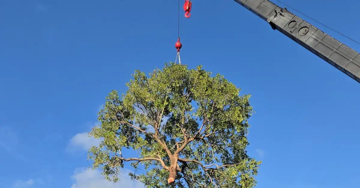Certified arborist removing a hazardous tree in Broward County, FL